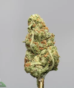 Close-up of a cannabis bud covered in frosty trichomes with green hues and orange pistils against a gray background (Kush Buddy watermark).