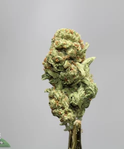 Close-up of a frosty green cannabis bud with orange hairs against a gray background; Kush Buddy watermark in the bottom-left corner.