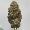 Close-up of a frosty cannabis bud on a stem, showing dense green and orange pistils; Kush Buddy logo in bottom-left corner.