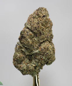 Close-up of a dense cannabis bud with frosty trichomes on a gold display stem against a gray background.