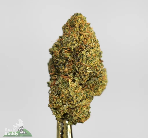 (AAA - Bulk) Ayahuasca Purple