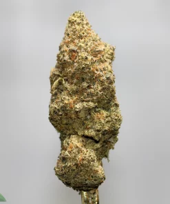 Close-up of a dense cannabis bud covered in frost-like trichomes with orange pistils, against a plain gray background.
