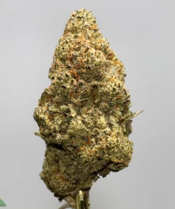 Close-up of a dense cannabis bud with orange hairs and frosty trichomes on a gray background; Kush Buddy logo in bottom-left corner