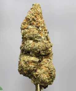 Close-up of a dense cannabis bud with trichomes and orange pistils against a plain gray background, watermark at bottom corner indicating Kush Buddy.