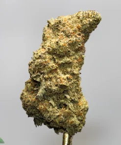 Close-up of a frosty cannabis bud with orange hairs on a neutral gray background, mounted on a stem.