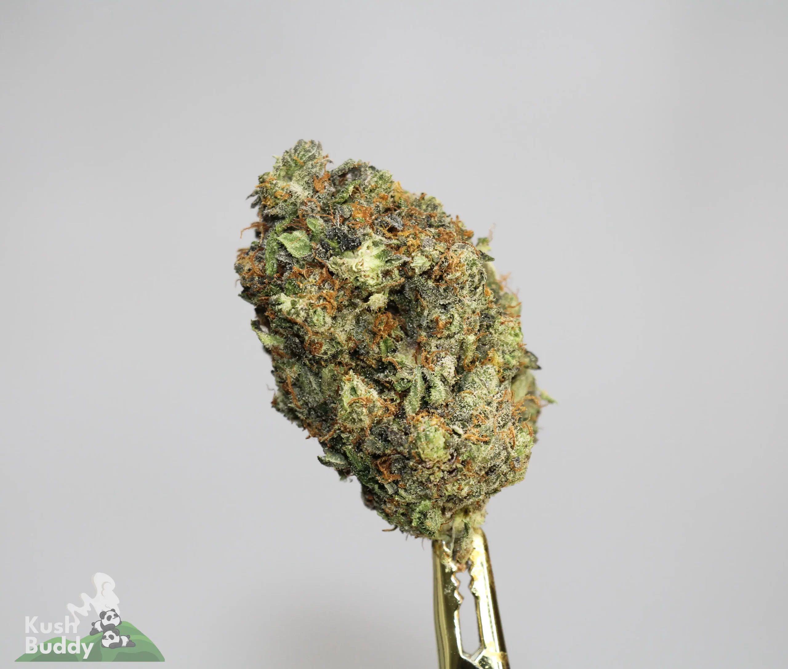 Black Series - Zombie Kush OG (LSO) - Image 2