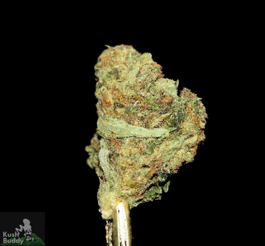 (AAA) Zombie OG Smalls Cannabis Dispensary Kush Buddy