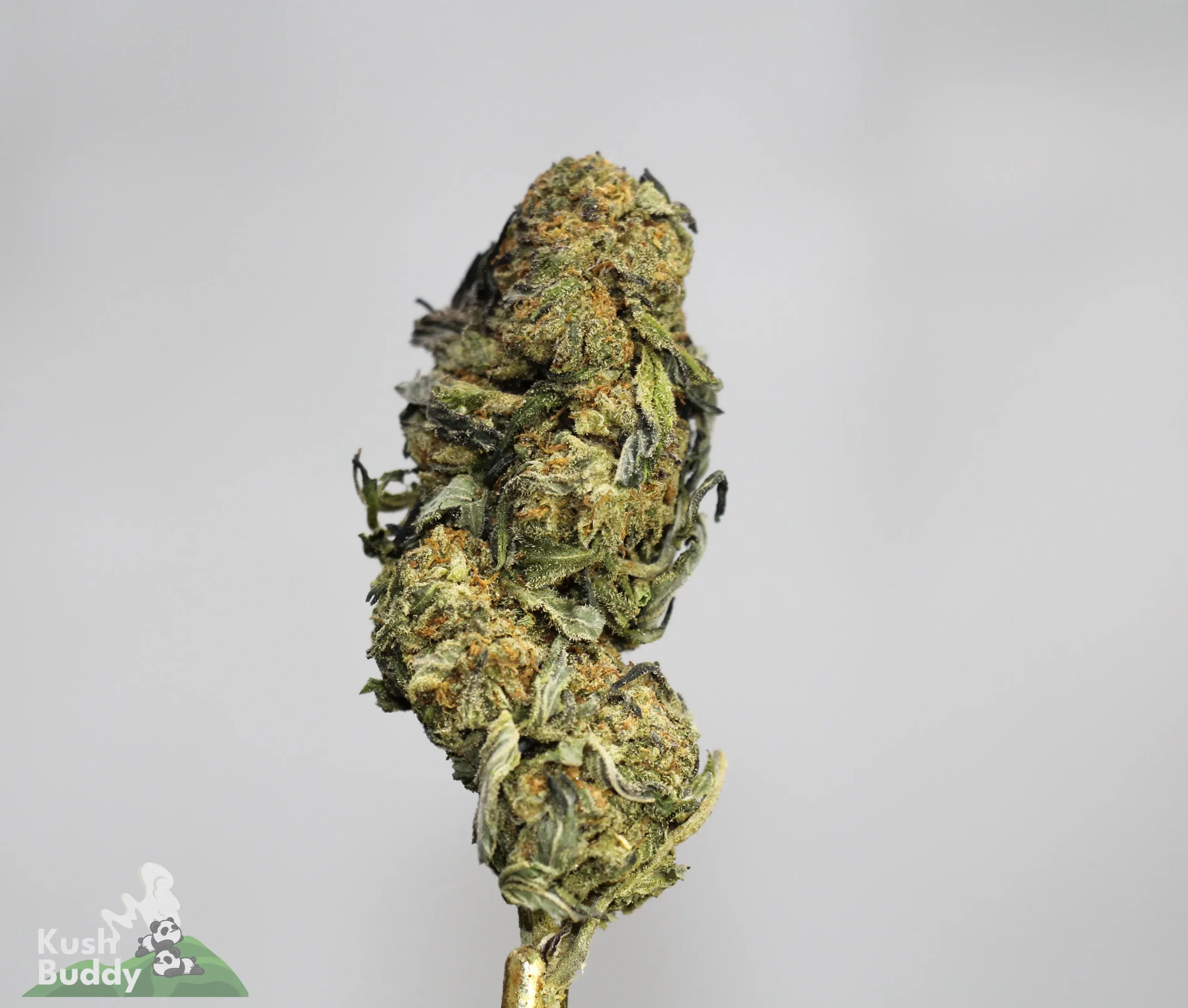 (AAA+ - Bulk) Northern Lights - Image 2
