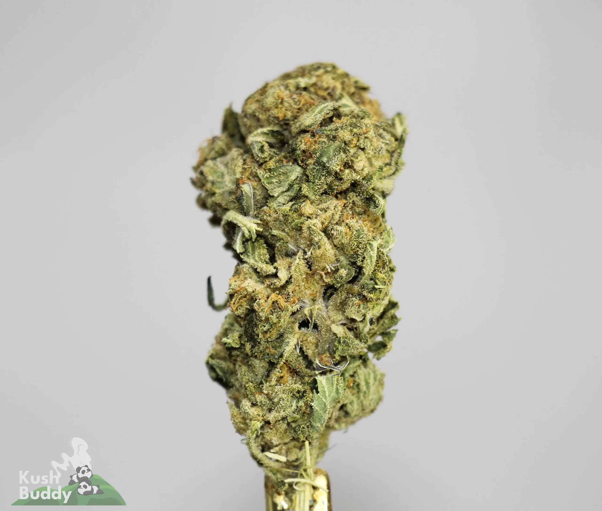 (AAA+ - Bulk) Northern Lights - Image 3