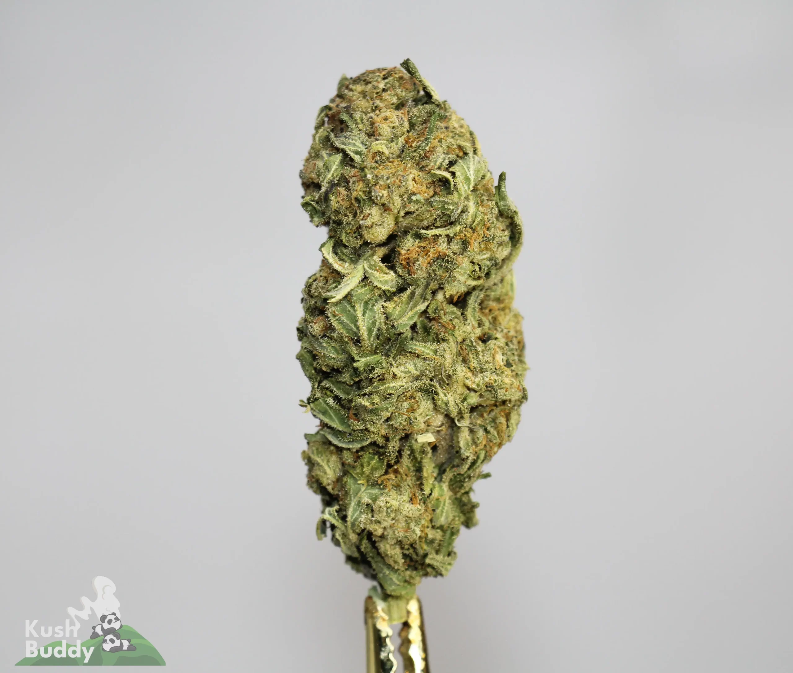 (AAA+ - Bulk) Northern Lights - Image 4
