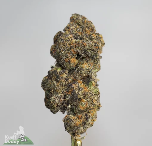 Black Series - Bulk - Dairy Queen