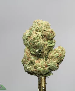 Close-up of a frosty cannabis bud with green and orange hairs, mounted on a gold stem against a plain gray background (Kush Buddy watermark).