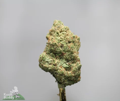 Close-up of a cannabis bud with frosty trichomes and green-orange color on a gray background (Kush Buddy watermark).