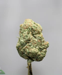 Close-up of a dense cannabis bud with frosty trichomes and orange hairs against a gray background.