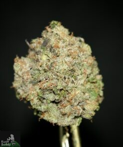 Black Series - Gucci Pink - Image 3