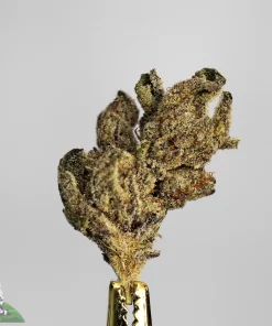 Premium 3 in the Pink weed strain Canada