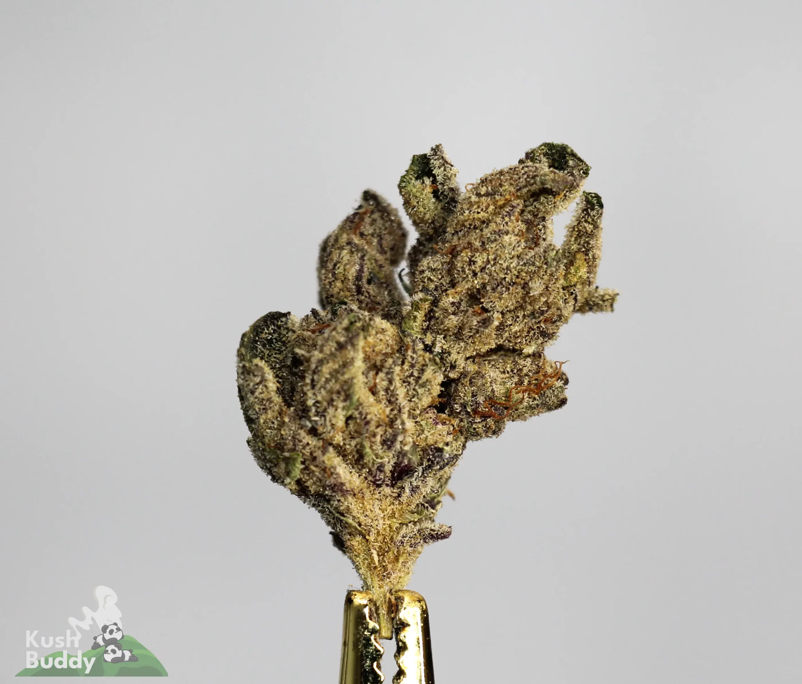 Premium 3 in the Pink weed strain Canada