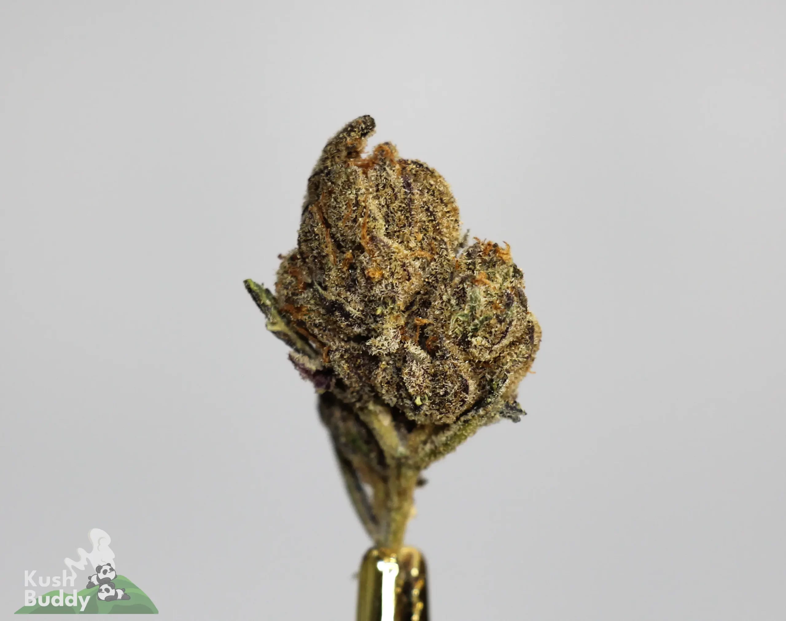 3 in the Pink cannabis strain dense buds close-up