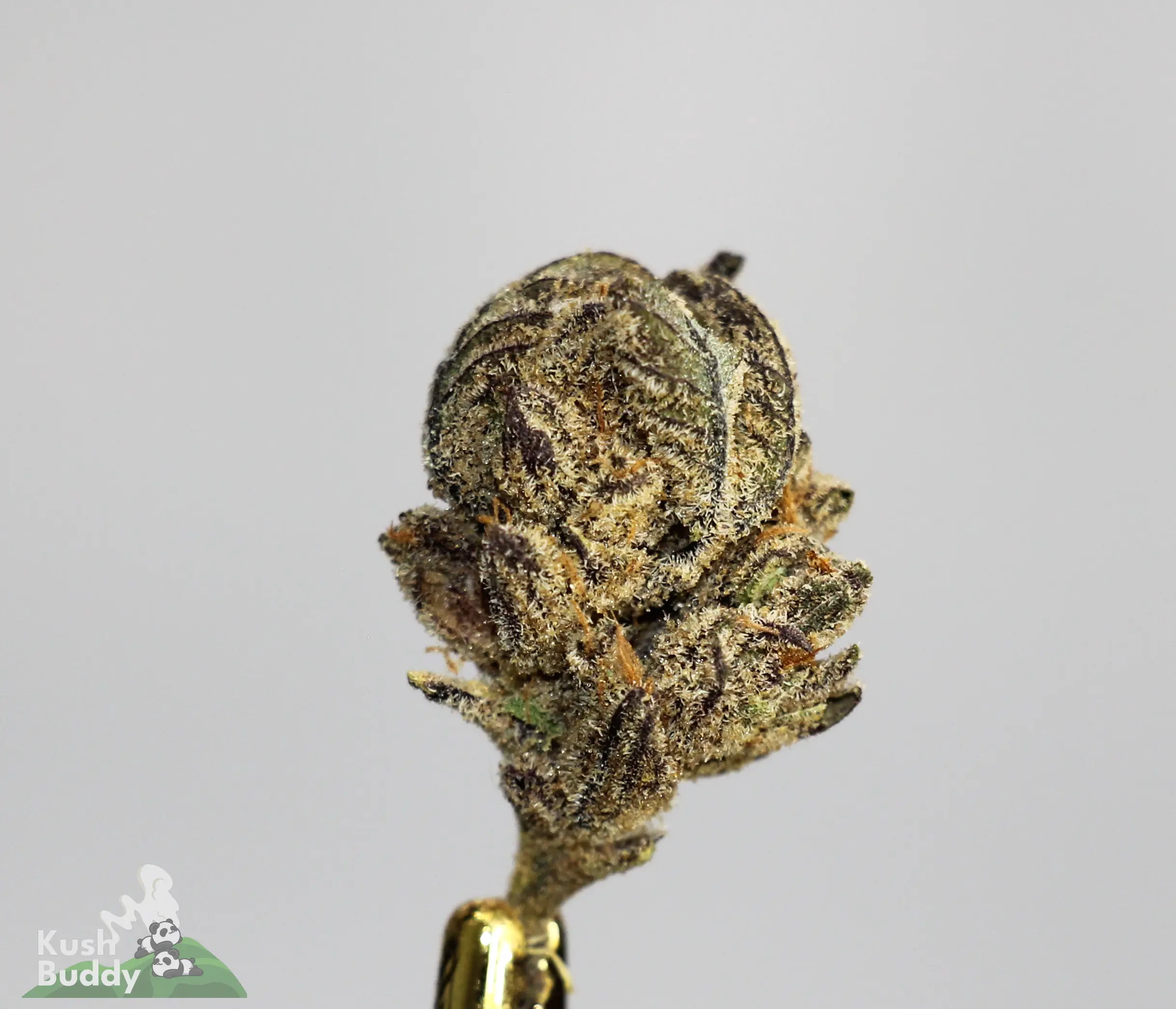 3 in the Pink indica hybrid sweet dessert aroma