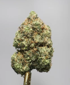 Close-up of a frosty cannabis bud with orange hairs on a gold stem against a gray background, showing dense crystals.