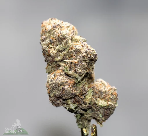 Black Series - Bulk - Pink Pablo
