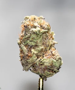 Black Series - Bulk - Pink Pablo - Image 3