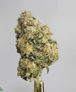 (AAAA) Sundae Driver