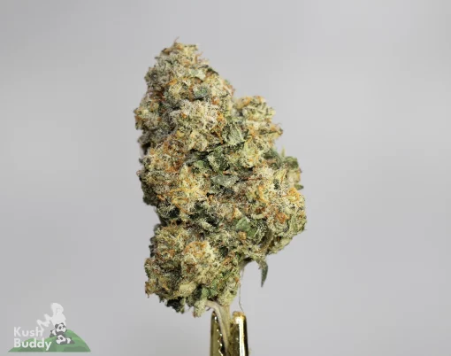 (AAAA - Bulk) Sundae Driver