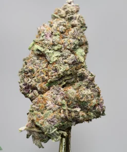 Close-up of a frosty cannabis bud with green and purple hues, covered in trichomes, on a stem.