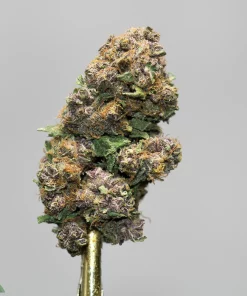 Close-up of a purple-green cannabis bud with frosty trichomes on a gold smoking tool against a gray background.