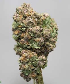 Close-up of a frosty cannabis bud with green leaves and orange hairs against a neutral background