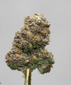 Close-up of a frosty cannabis bud with green, purple hues and orange pistils; visible trichomes on a pale background. Logo: Kush Buddy in lower-left corner.