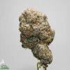 Close-up of a frosty cannabis bud with orange hairs, showing dense trichomes and green leaves; Kush Buddy logo at bottom left.