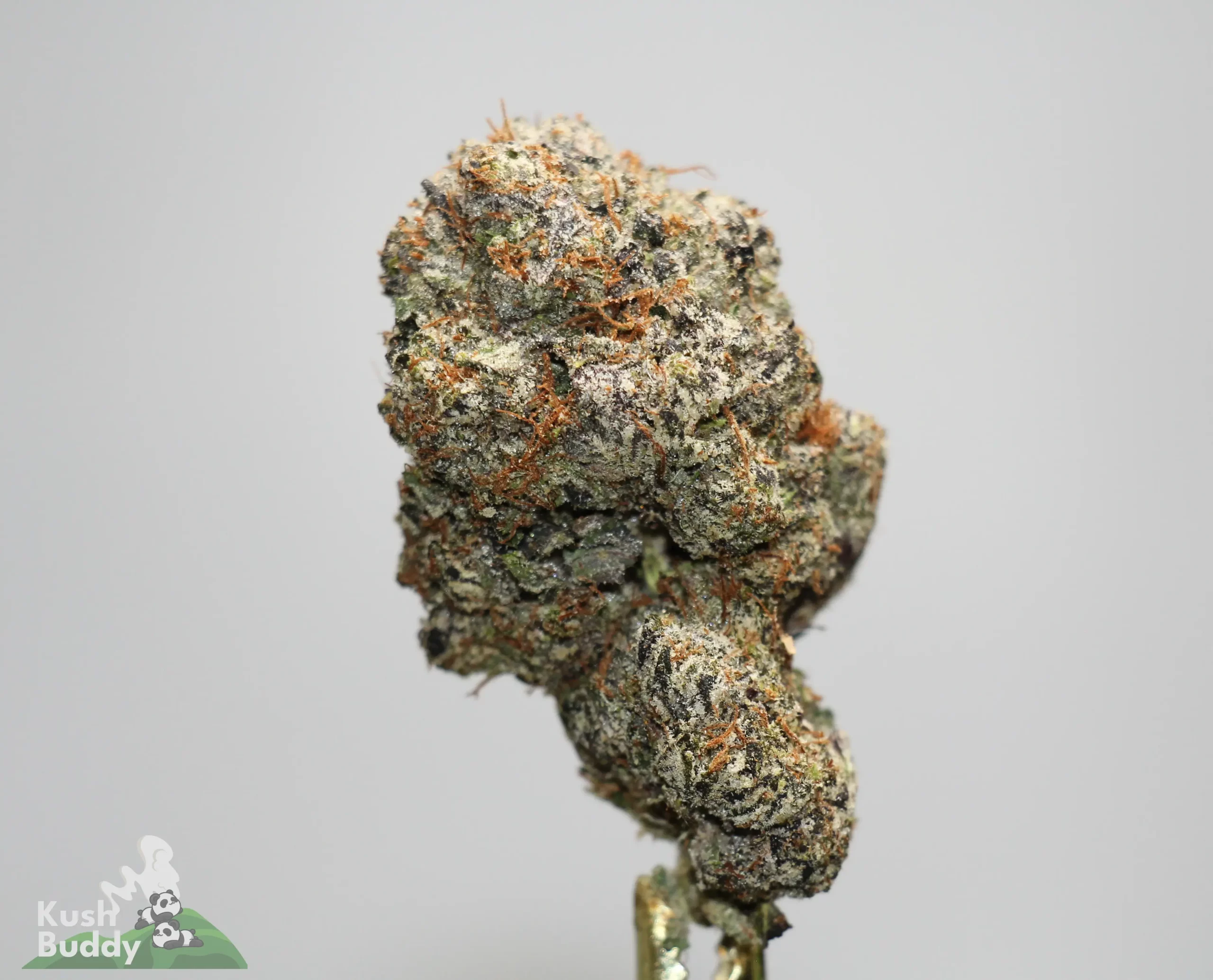 Close-up of a frosty cannabis bud with orange hairs, showing dense trichomes and green leaves; Kush Buddy logo at bottom left.