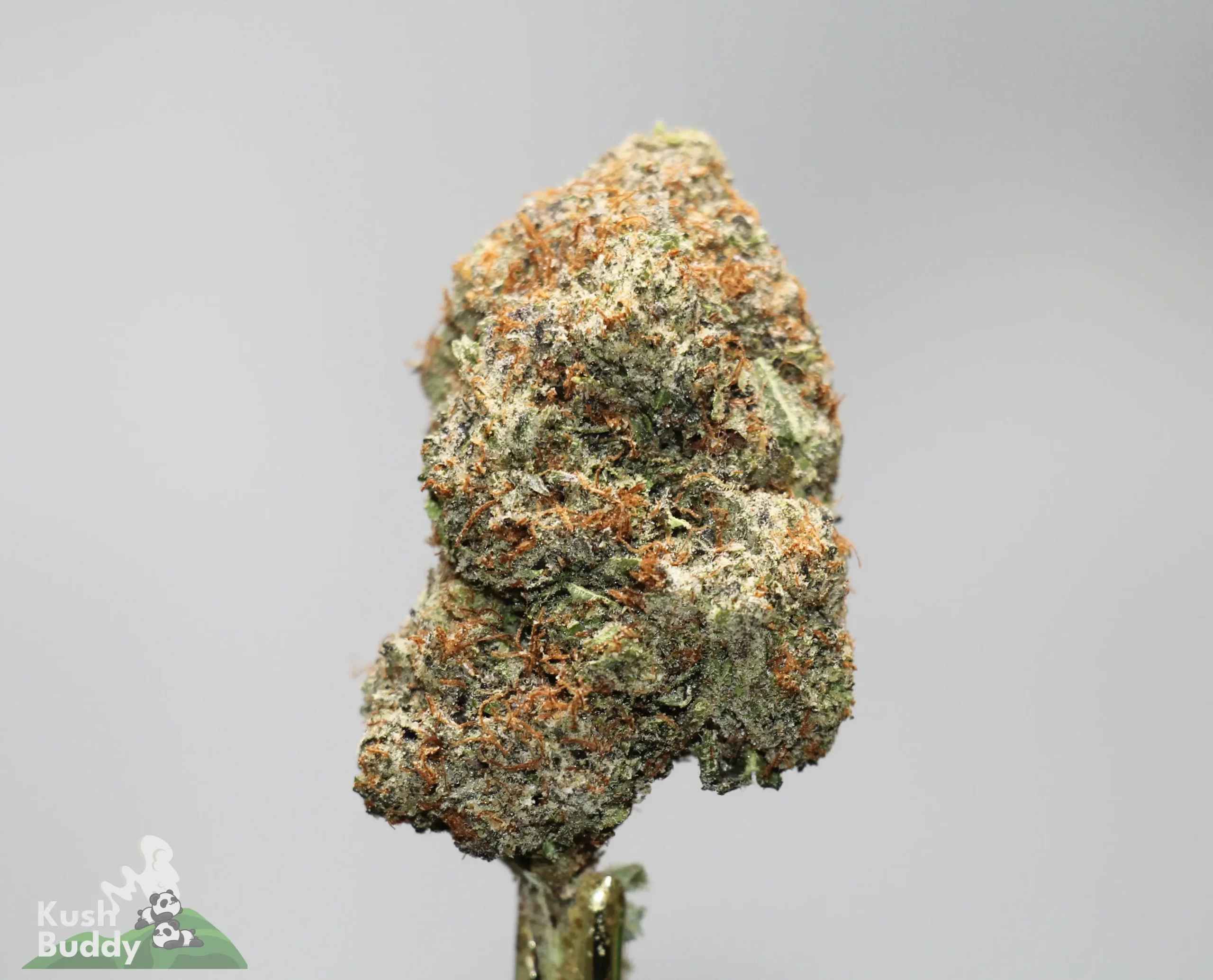 Close-up of a frosty cannabis bud with green and orange hairs against a gray background; Kush Buddy watermark bottom-left.