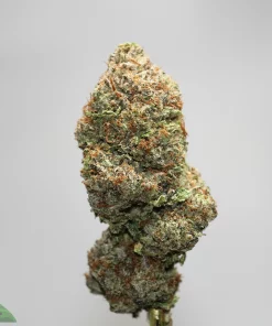 Close-up of a frosty cannabis bud with green and orange hairs, shown against a light gray background.