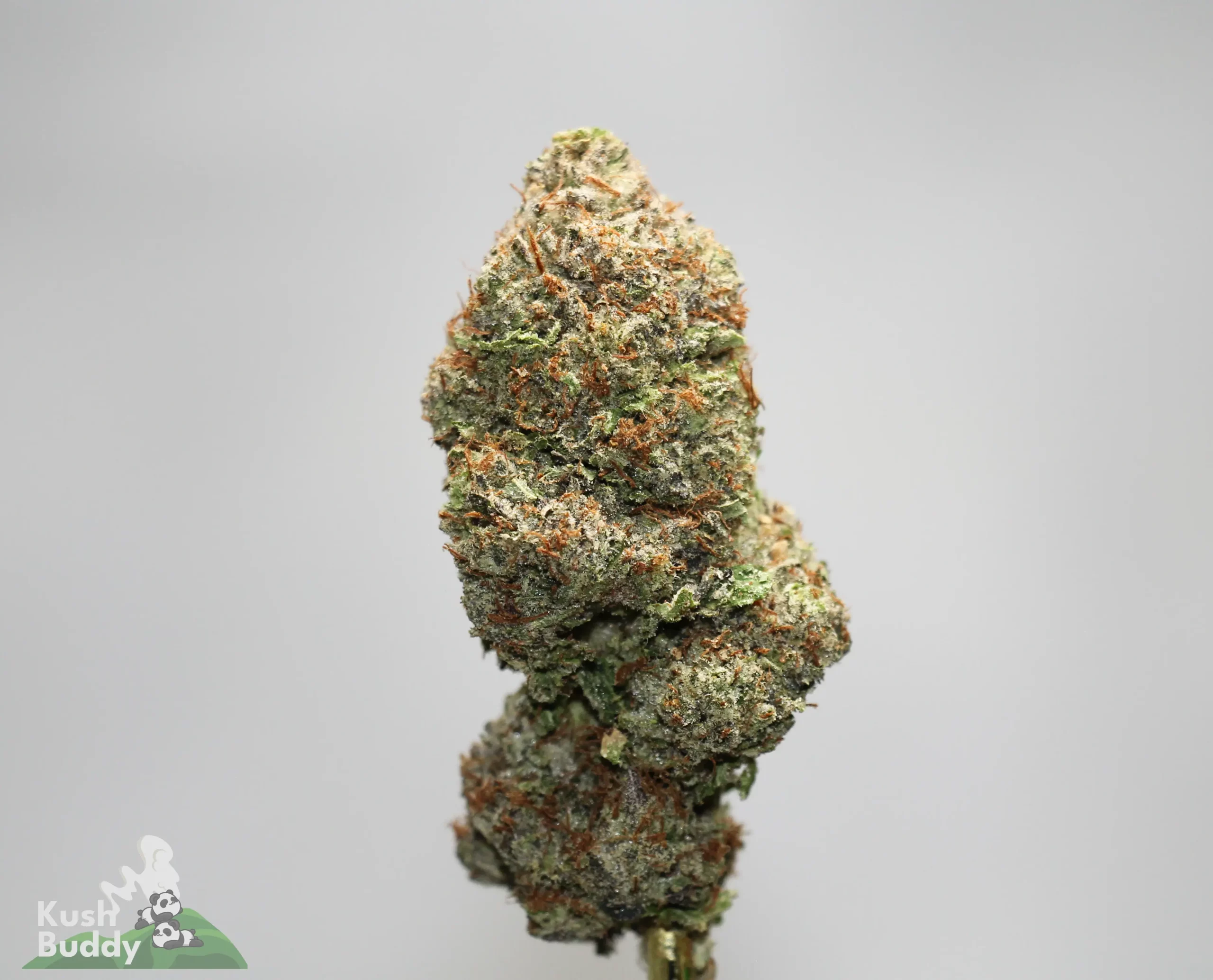 Close-up of a frosty cannabis bud with green and orange hairs, shown against a light gray background.