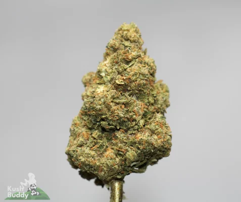 Close-up of a frosty cannabis bud with green and orange hairs against a neutral background, watermark shows bottom-left logo.