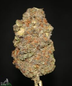 Black Series - Monster Pink - Image 3