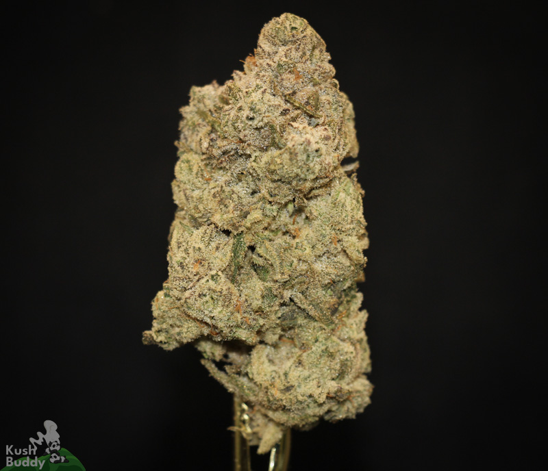 Buy Khalifa Mints Online Weed Strain Kush Buddy