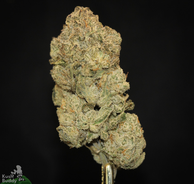 Buy Khalifa Mints Online Weed Strain Kush Buddy