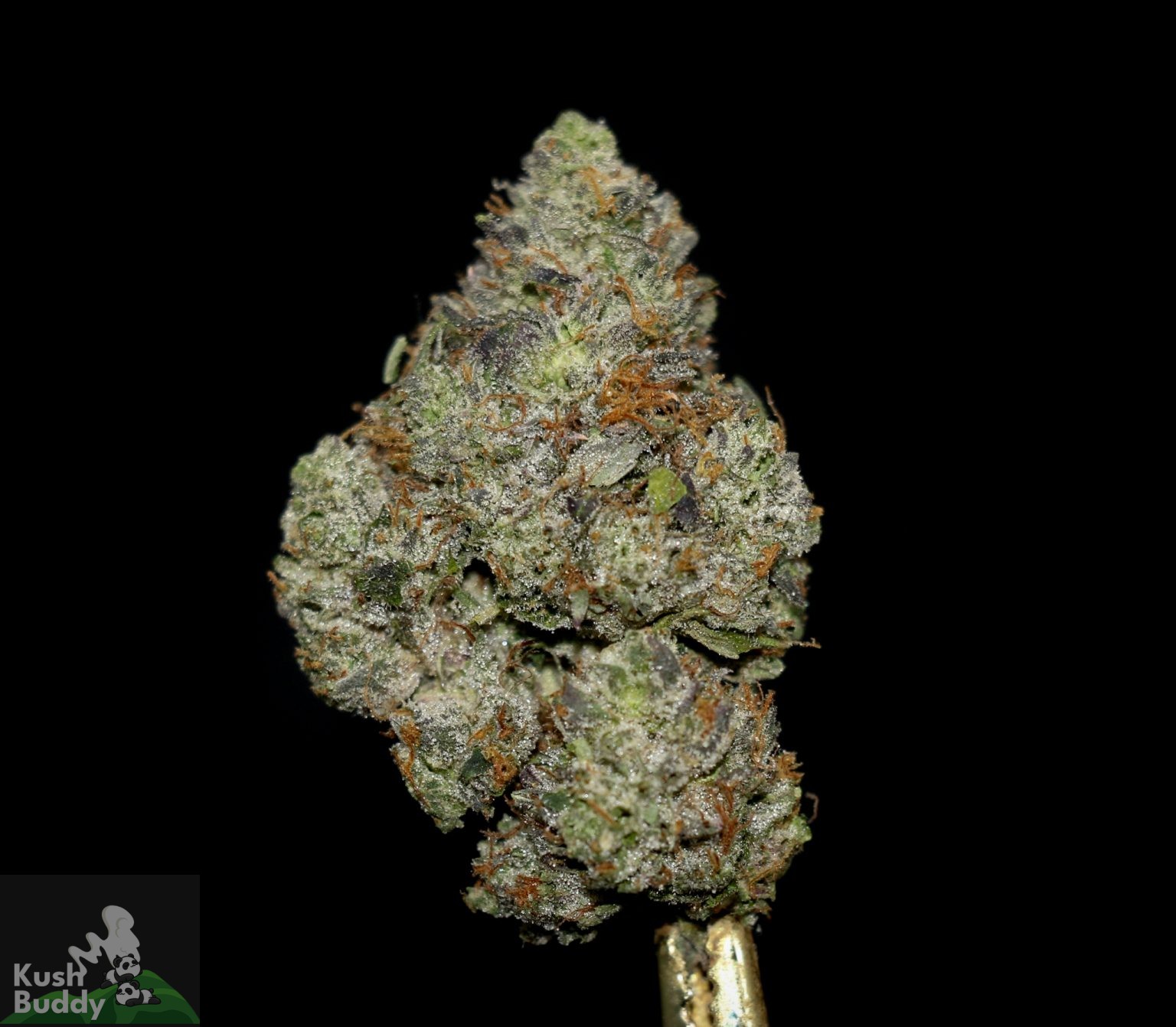 Buy Khalifa Mints Online Bulk Weed Strain Kush Buddy