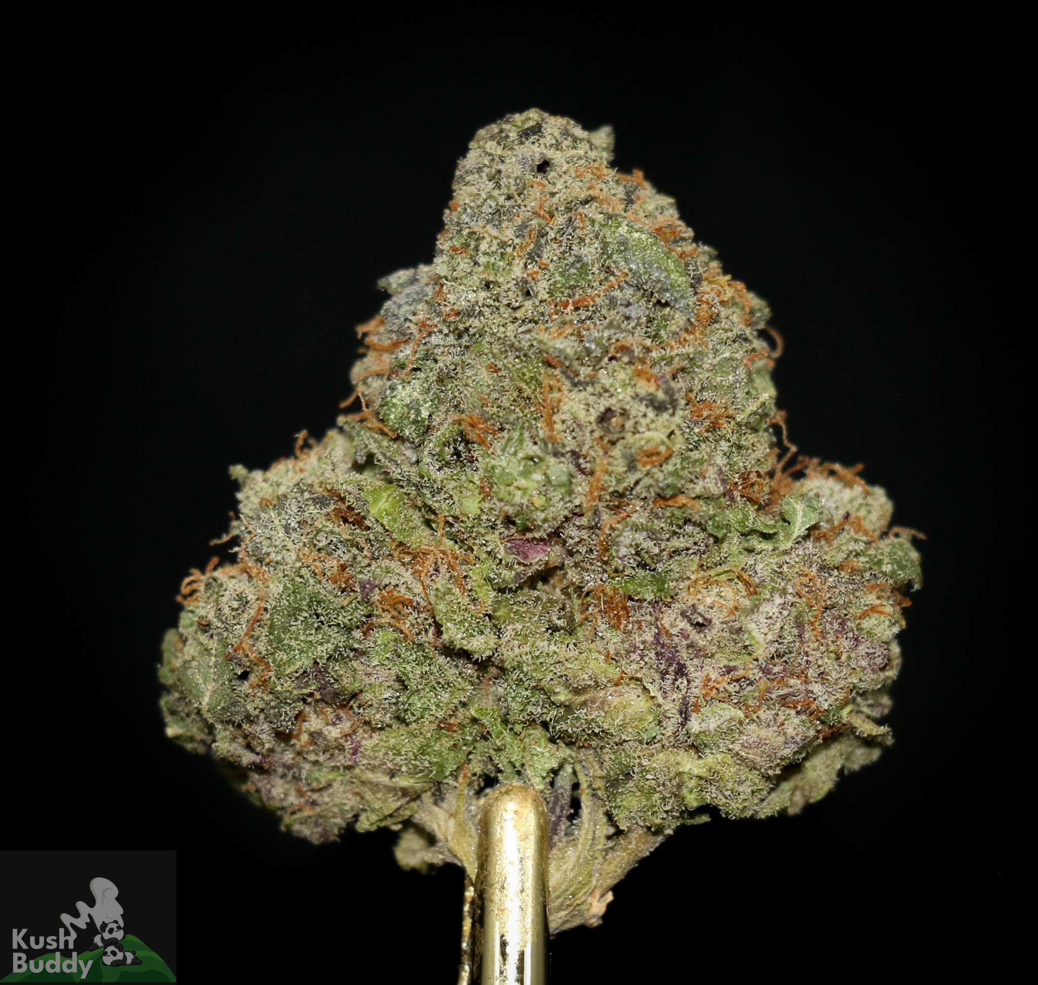 (AAAA - Bulk) Purple Rain
