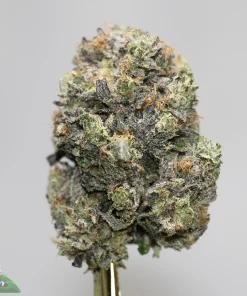 Black Series - Astroman's Purple Goo - LSO - Image 2
