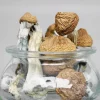 GhostCap - Magic Mushrooms - Golden Teacher