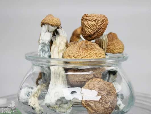 GhostCap - Bulk - Magic Mushrooms - Golden Teacher