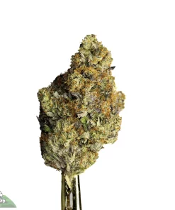 Black Series - King Louis XIII - Image 2