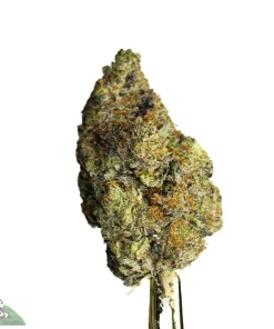 Black Series - King Louis XIII