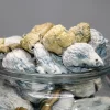 GhostCap - Bulk - Magic Mushrooms - Albino Teachers