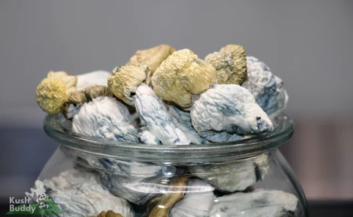 GhostCap - Bulk - Magic Mushrooms - Albino Teachers